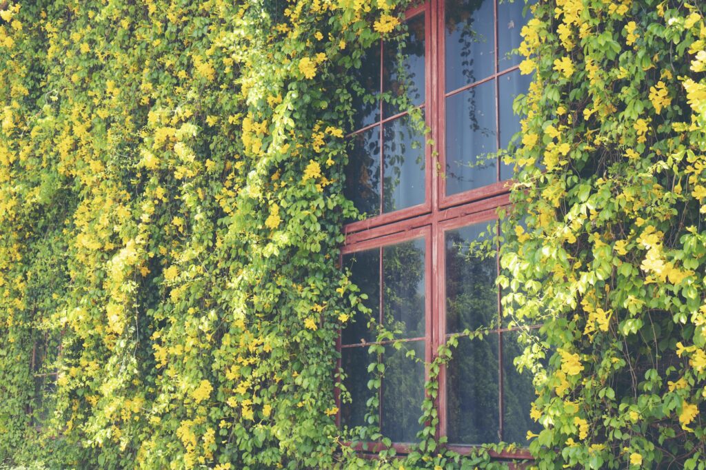 The house window covered with vines